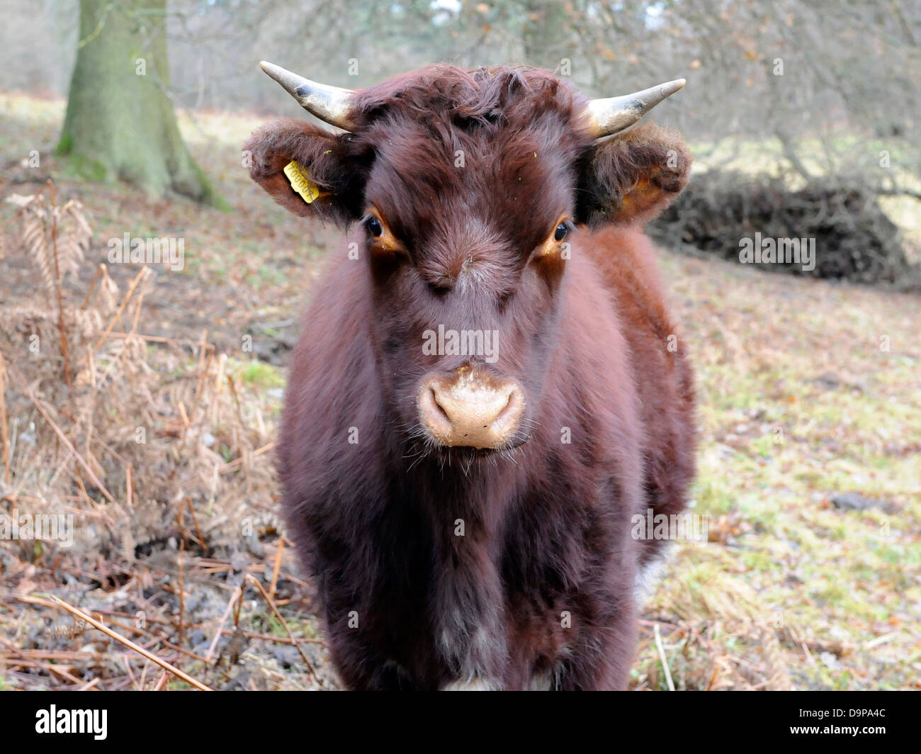 Una joven dócil toro marrón. Foto de stock