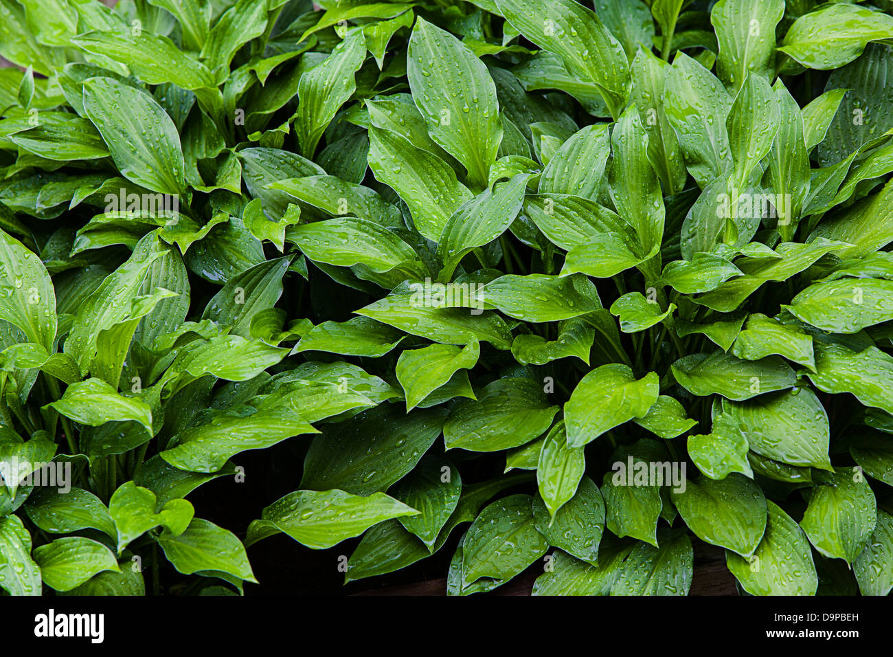 Hostas,giboshi,Asparagaceae, Foto de stock