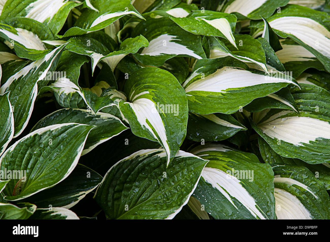 Hostas,giboshi,Asparagaceae,Hosta fortunei Francee Foto de stock