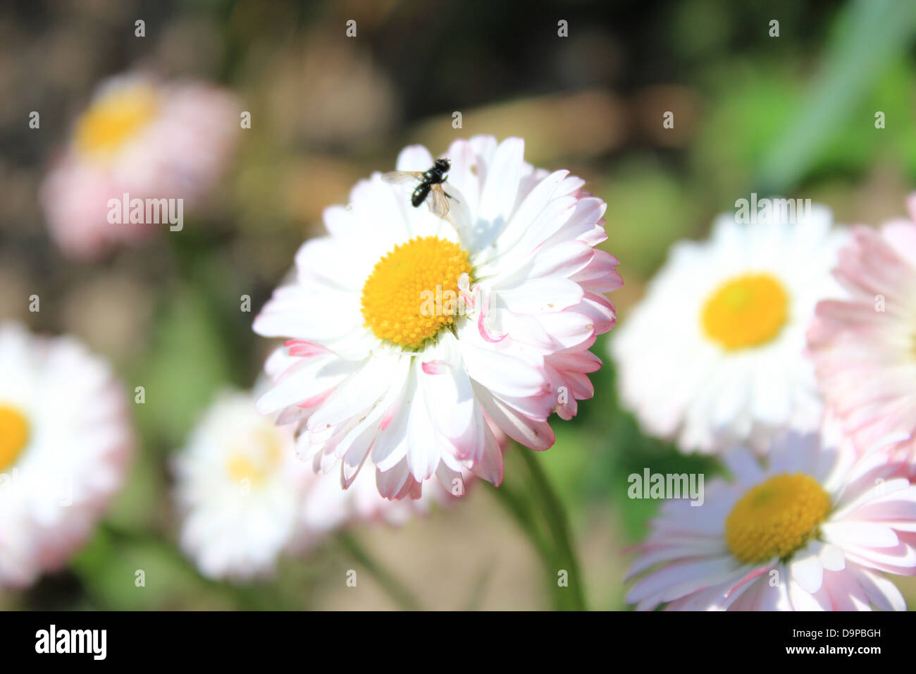 Poco mosca en las hermosas flores de Daisy Foto de stock
