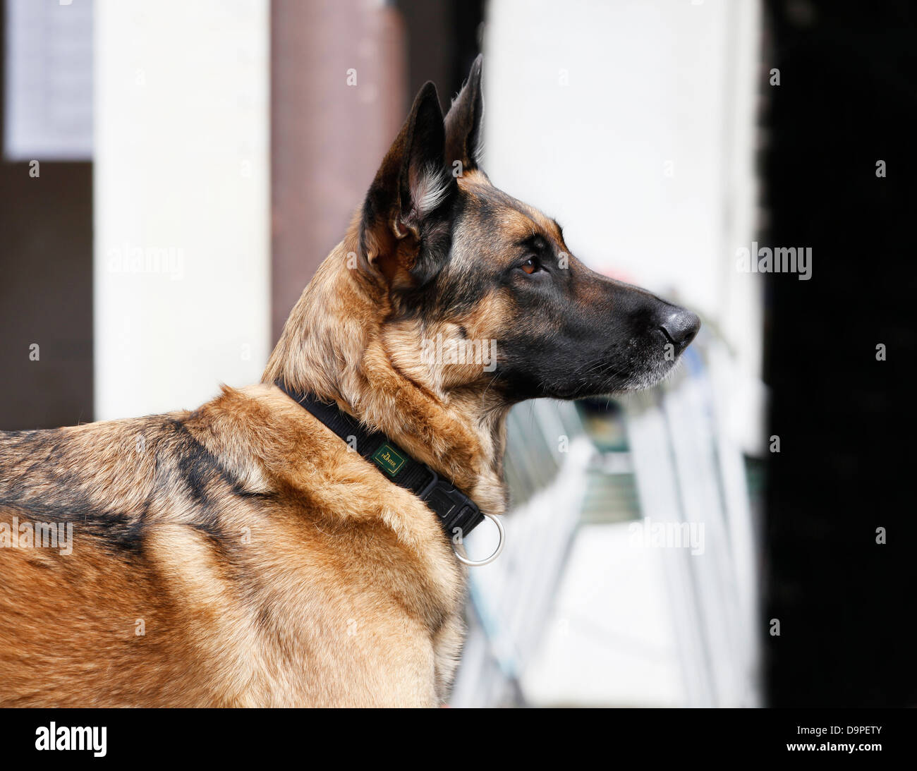 Pura Raza perro Pastor Alemán es un perro de escuchar a la persona, a la  espera Fotografía de stock - Alamy