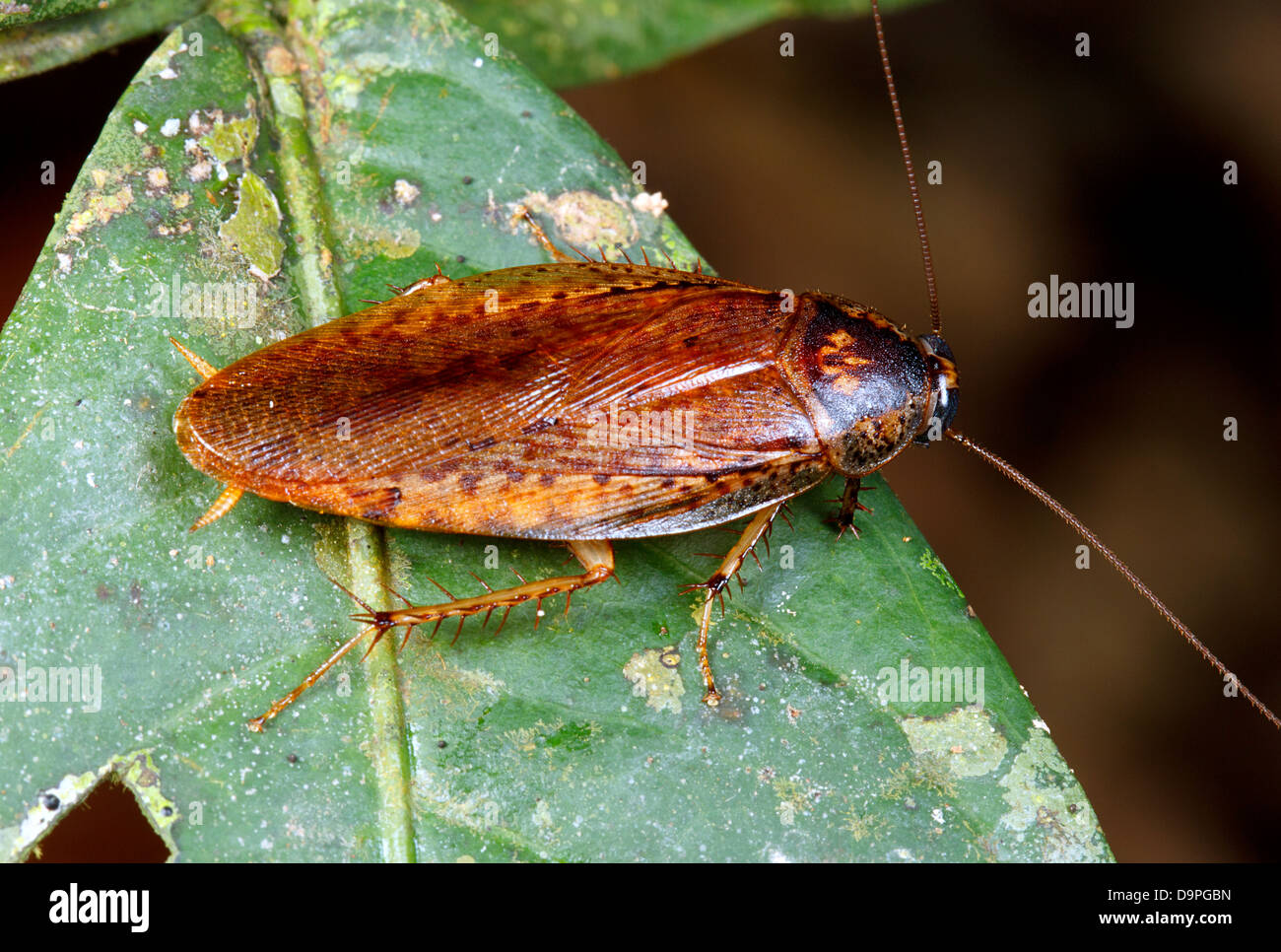 Cucaracha tropical sobre una hoja Foto de stock