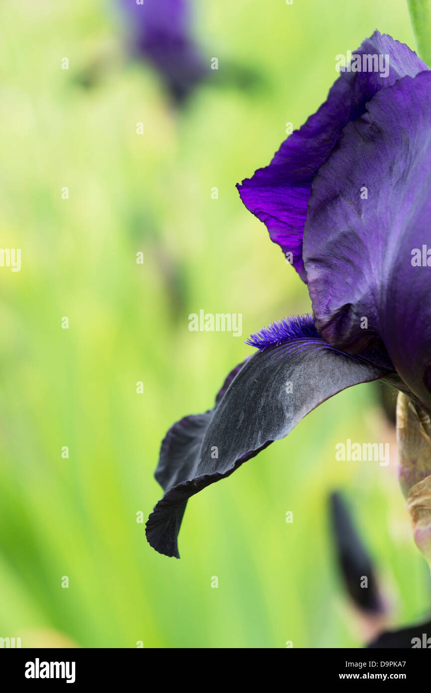 Barbudo 'Iris Germanica' Flor Foto de stock