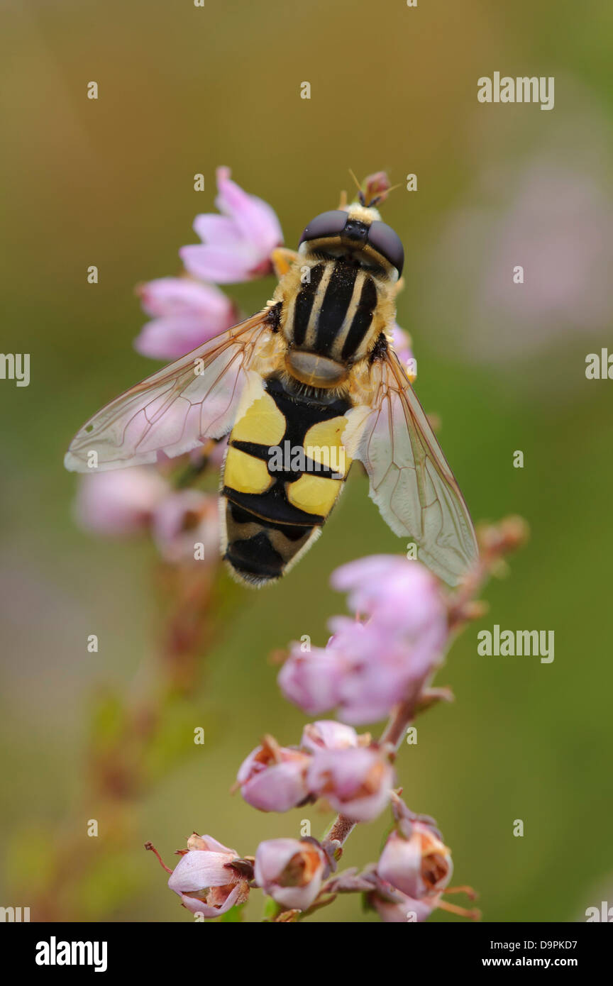 Hoverfly, flor, moscas, Schwebfliege Syrphidae Foto de stock