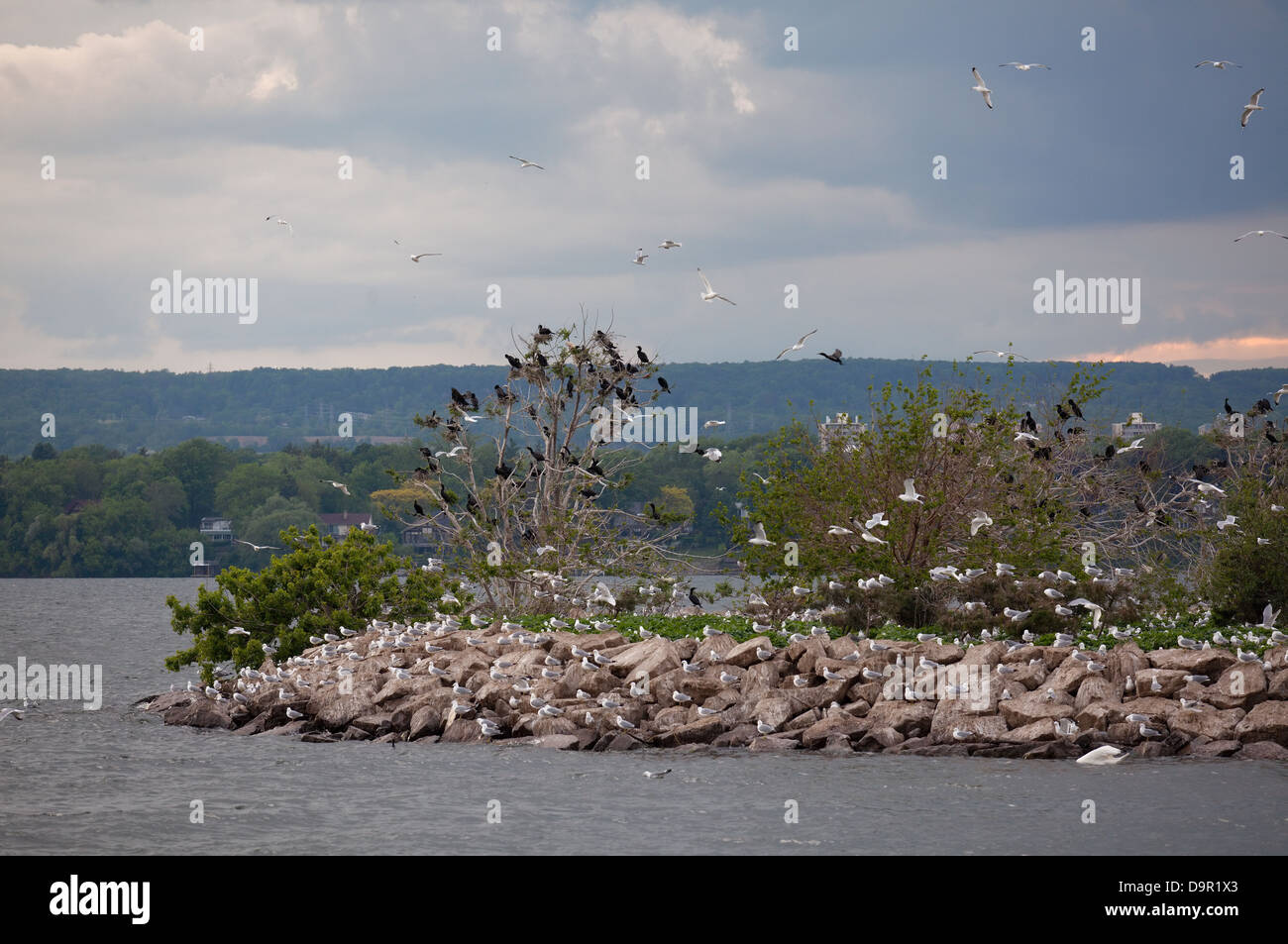 Cientos de aves que se tome más de una pequeña isla, Hamilton, Ontario, Canadá Foto de stock