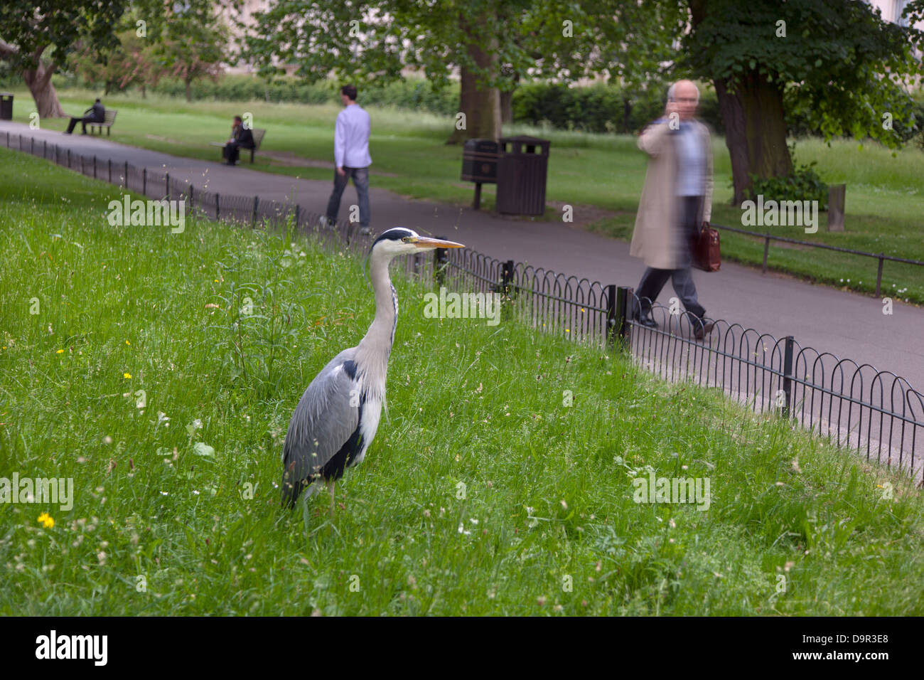 Garza Real Ardea cinerea en Regents Park London Junio Foto de stock