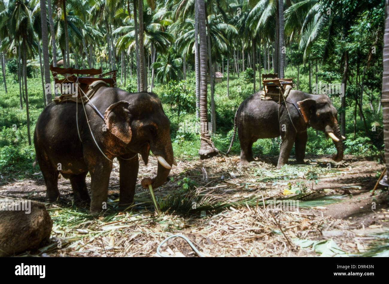 Trekking Elefante Safari Camp, 2 elefantes comiendo hojas de palmeras en Koh Samui, Tailandia Foto de stock
