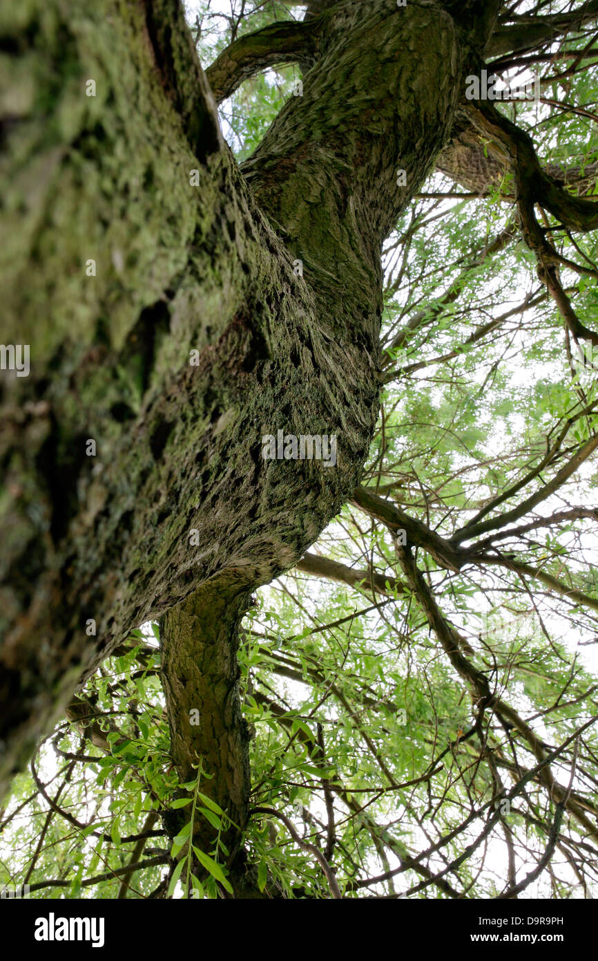 Tronco de sauce lloron fotografías e imágenes de alta resolución Alamy