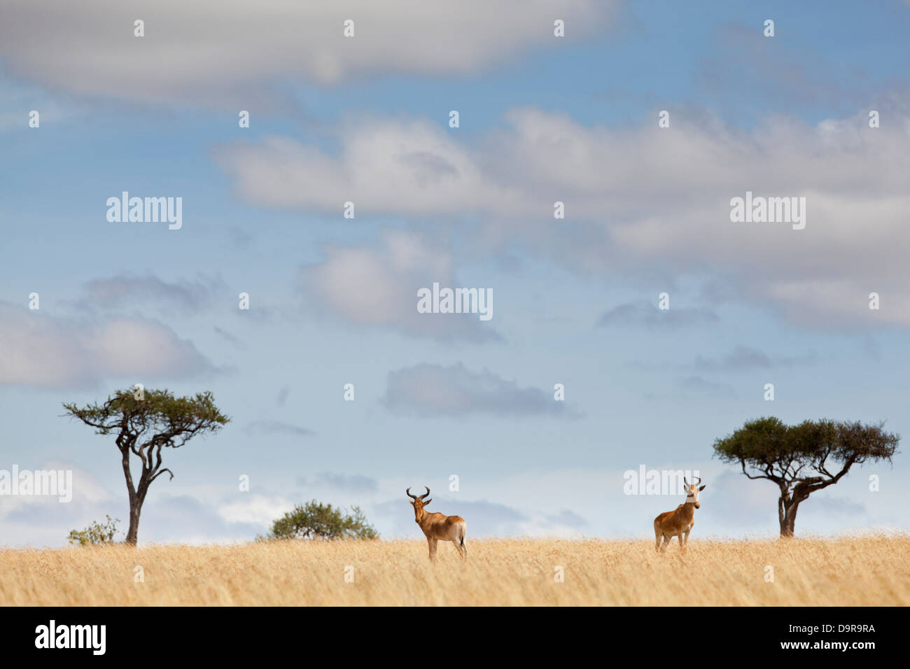 Hartebeest en la sabana entre árboles de acacia África Foto de stock