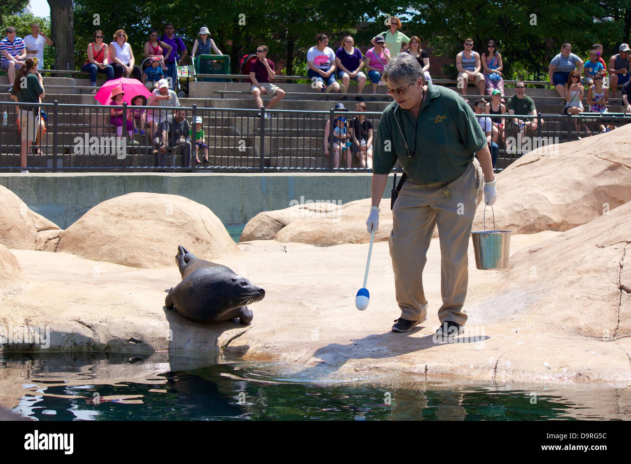 Zoo keeper/formador con Harbour el sello. El Lincoln Park Zoo, Chicago, Illinois Foto de stock