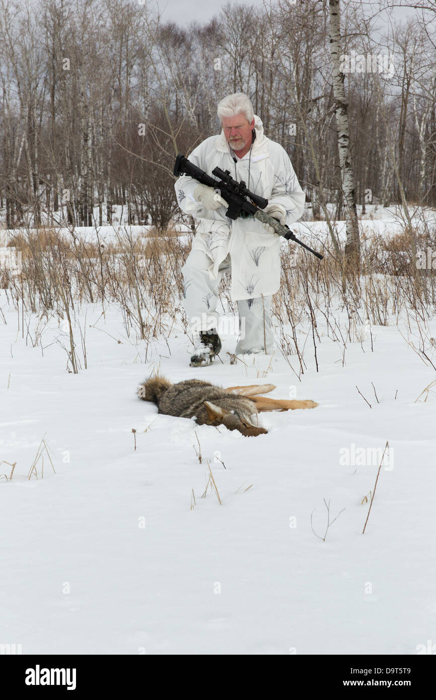 Coyote caza en el invierno Foto de stock