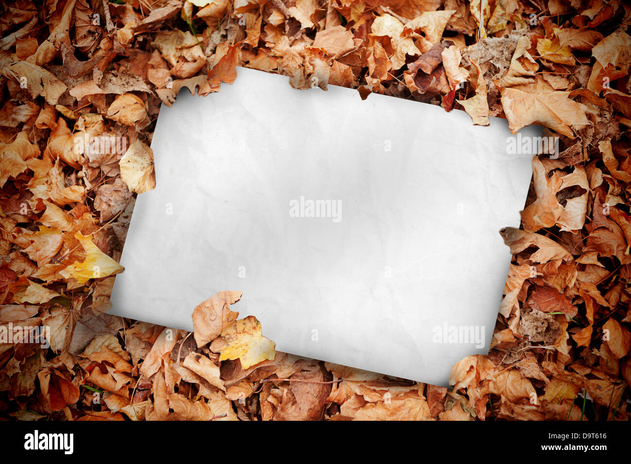 Póster en blanco enterrado en hojas muertas Foto de stock