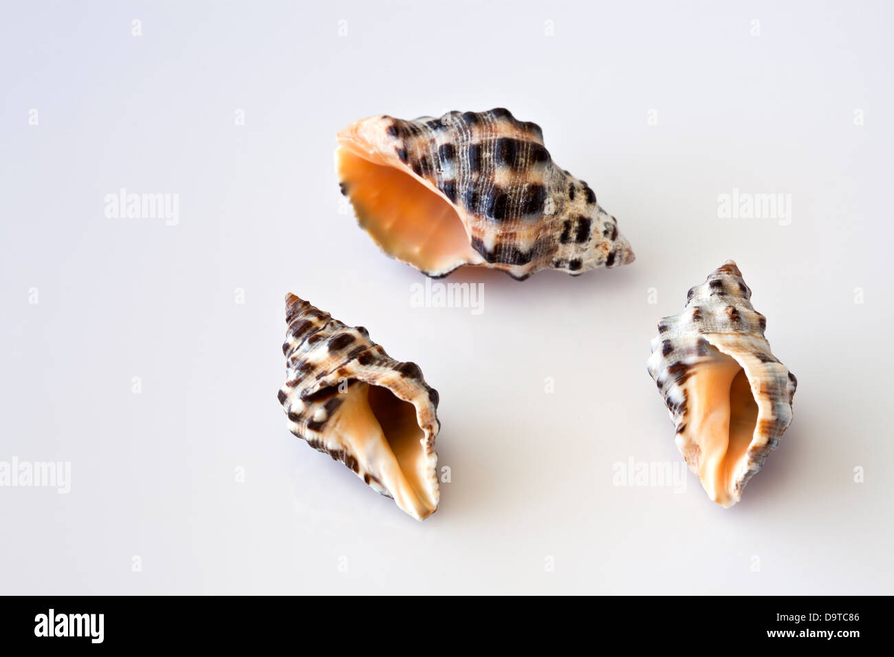 Tres caracoles de mar . Foto de stock