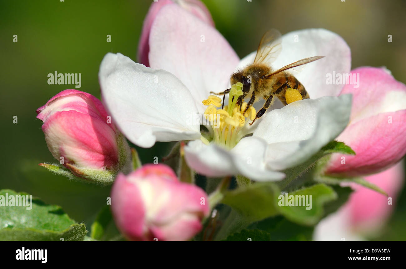 Busy Bee en un Apple Blossom Foto de stock