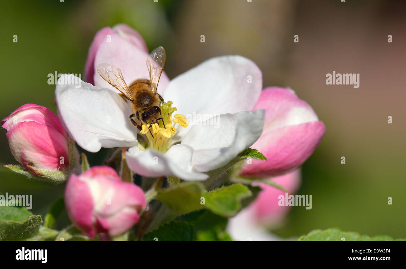 Busy Bee en un Apple Blossom Foto de stock