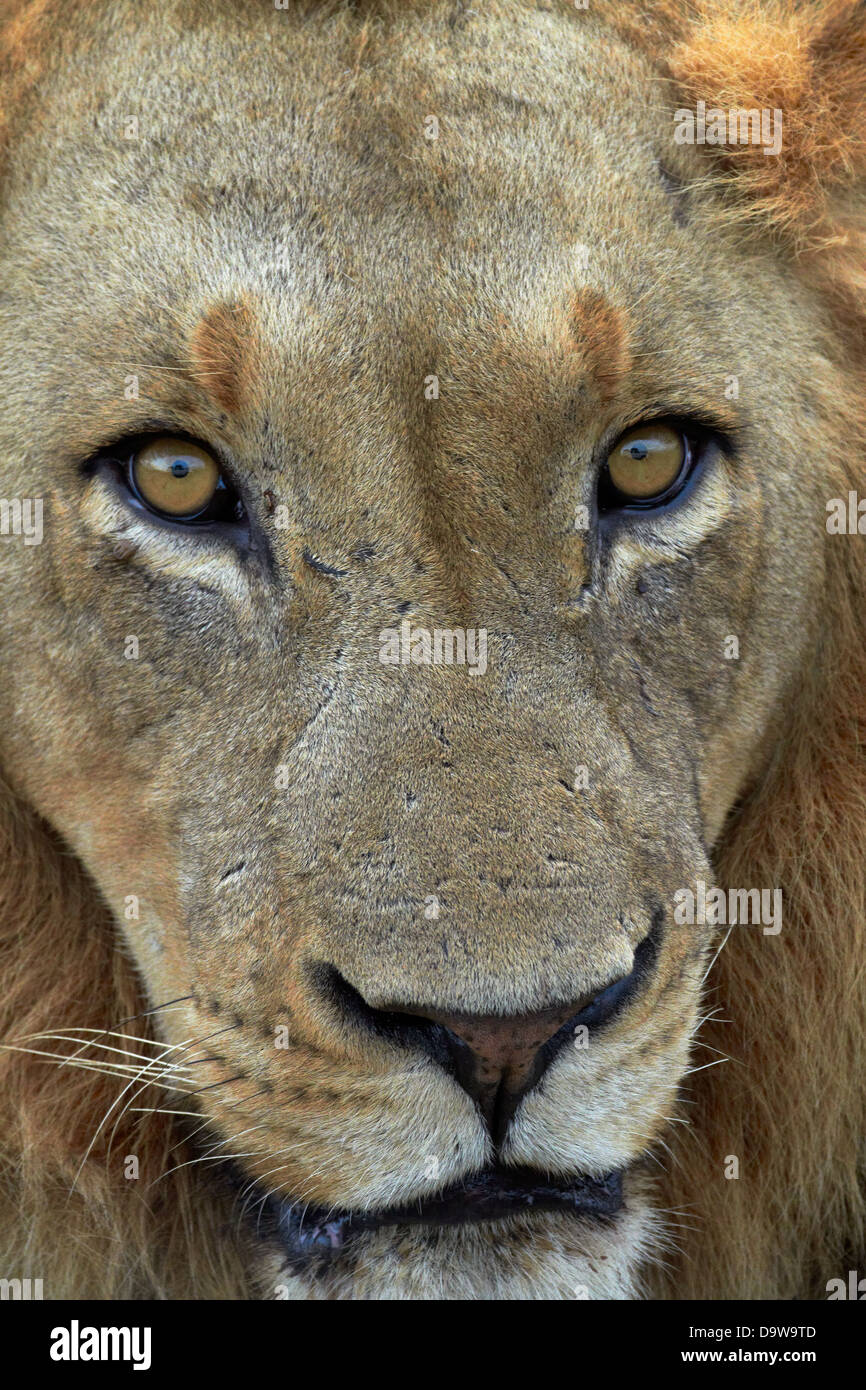 Cerca de león macho (Panthera leo), el Parque Nacional Kruger, Sudáfrica Foto de stock