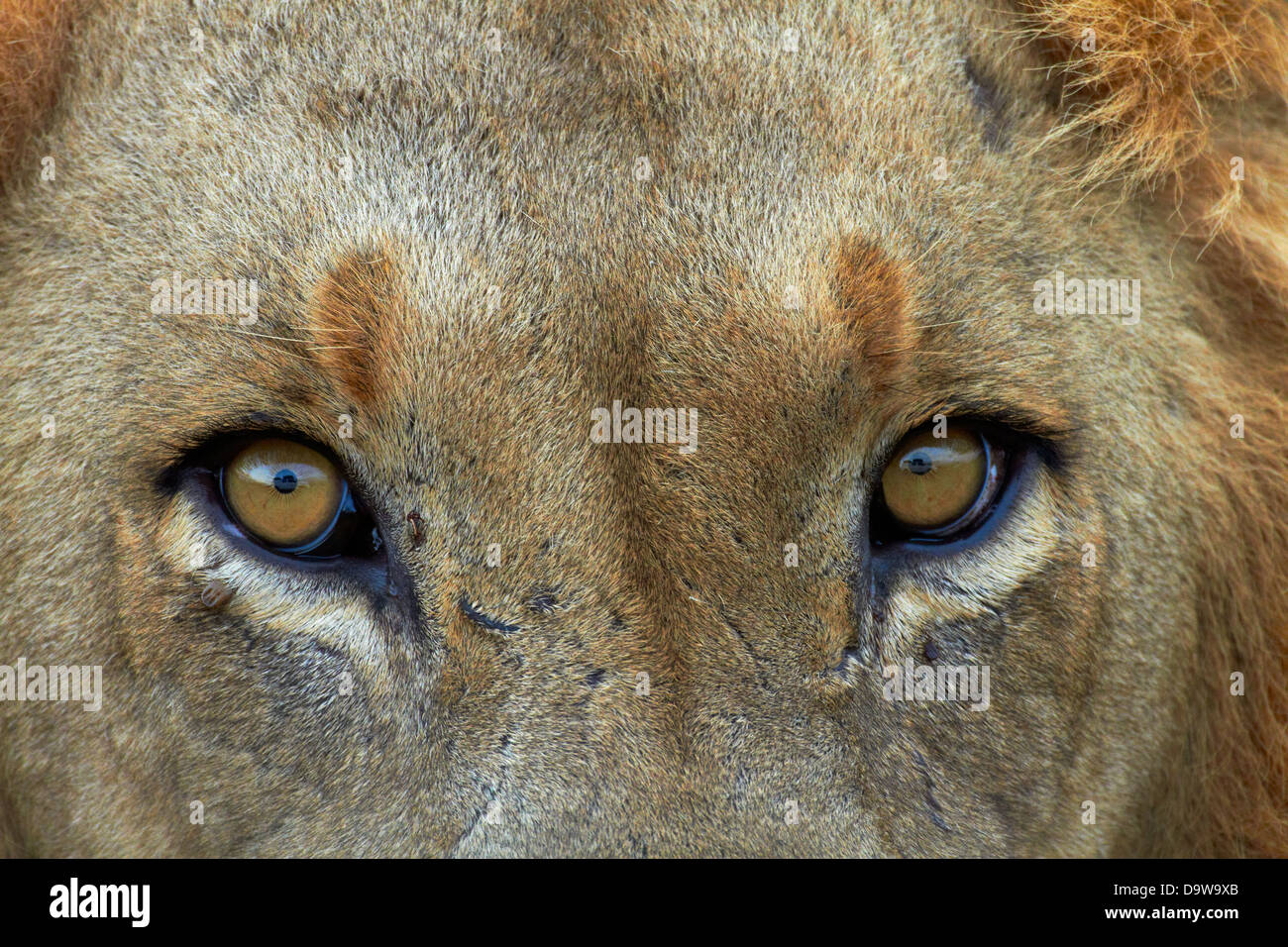 Cerca de león macho (Panthera leo), el Parque Nacional Kruger, Sudáfrica Foto de stock