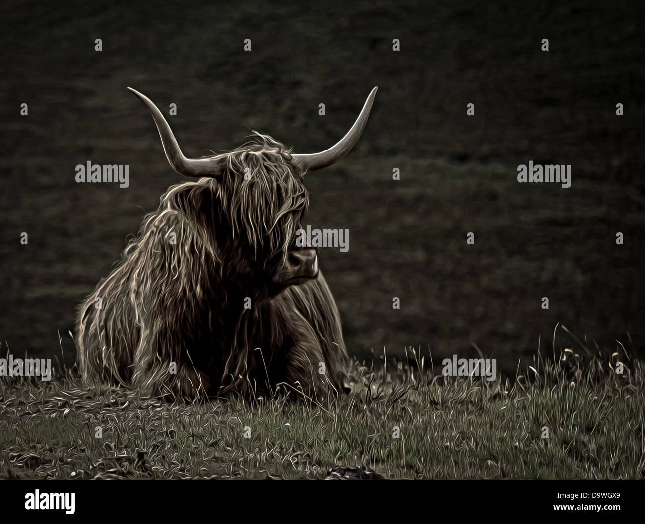 Highland Cow, Escocia. Foto de stock