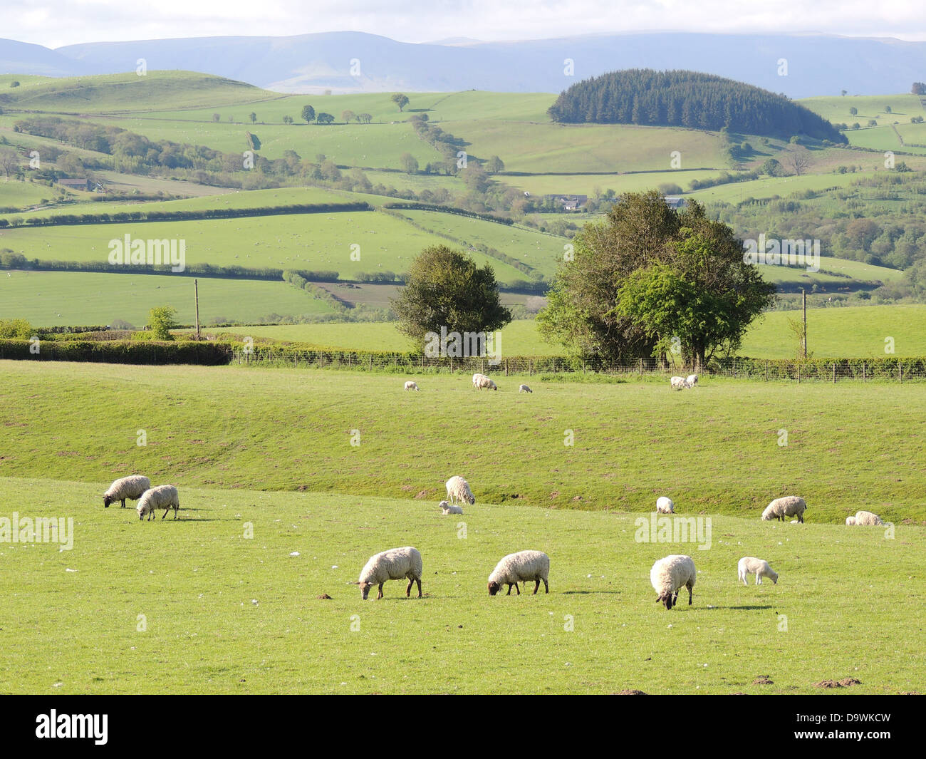 Cerca de la granja de oveja Newchurch, Kingston, Herefordshire, Inglaterra. Foto Tony Gale Foto de stock