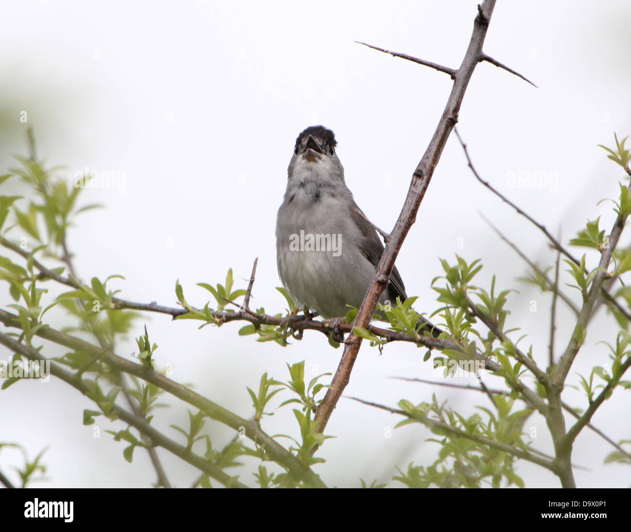 Primavera de Europa macho de Curruca Capirotada (Sylvia atricapilla) posando en una rama y cantando Foto de stock