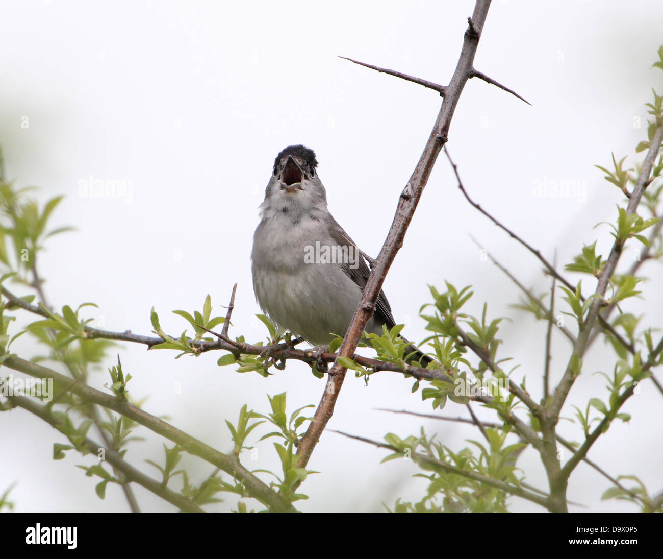 Unión macho de Curruca Capirotada (Sylvia atricapilla) posando en una rama y cantando Foto de stock