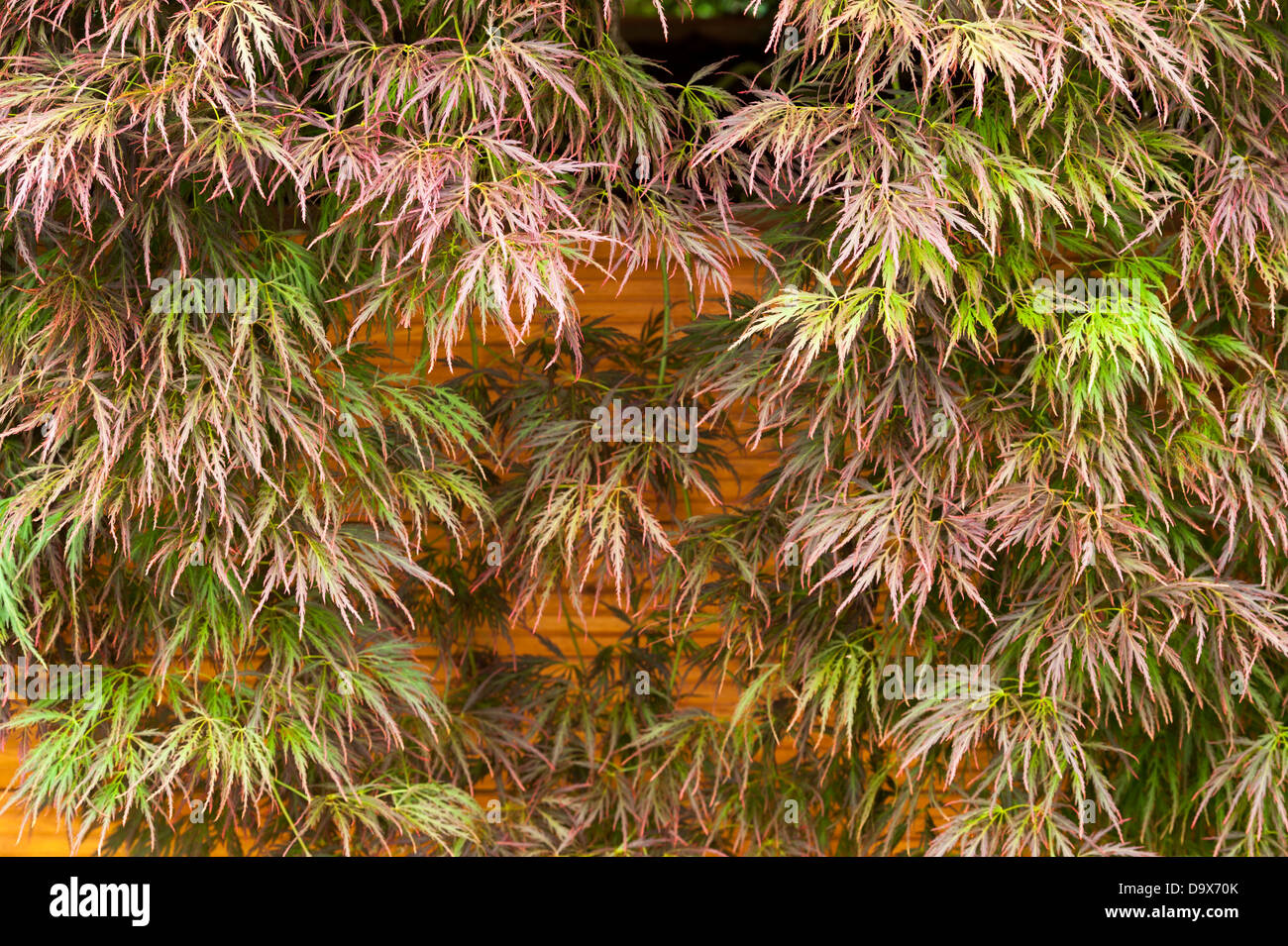 Acer palmatum follaje Foto de stock