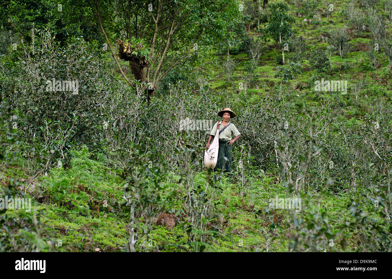 Myanmar local en las plantaciones de té,Namhsan ,el norte de la provincia de Shan de Birmania Foto de stock