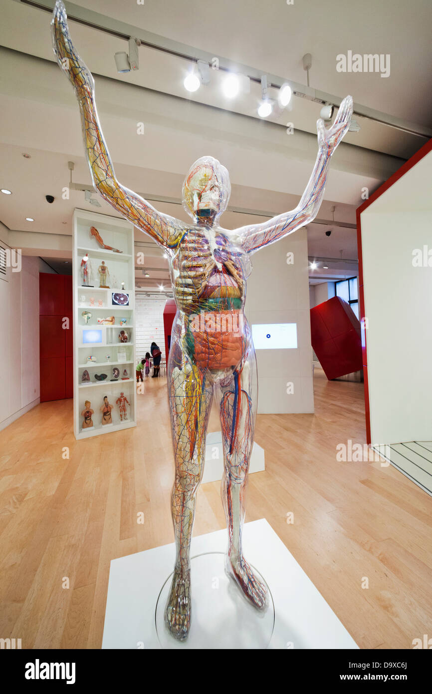 Reino Unido, Inglaterra, Londres, Euston, la Wellcome Collection Museum, Transparente exposición del cuerpo humano Foto de stock