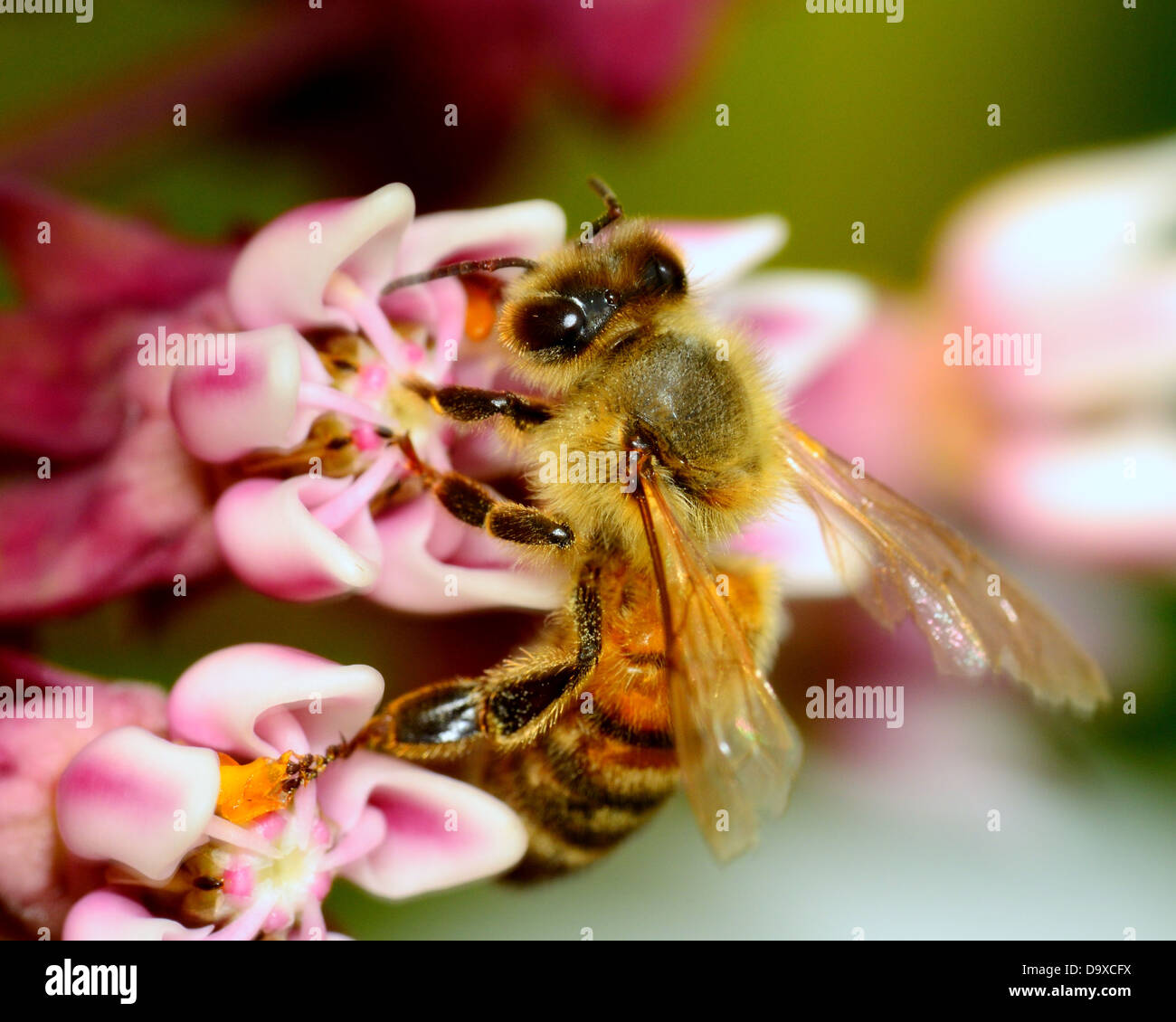 Miel de abejas recogiendo polen de una flor. Foto de stock