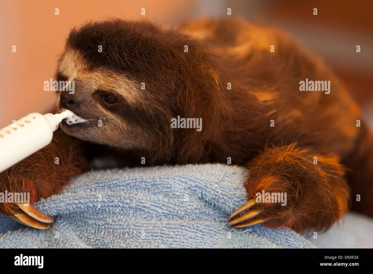 Bebé huérfano marrón-throated perezoso de tres dedos (Bradypus variegatus) beber leche a través de una jeringa en Sloth Sanctuary vivero Foto de stock