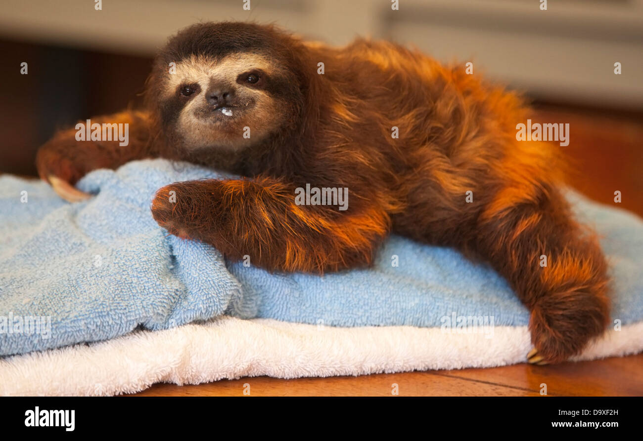 Baby Brown-throated tres-toed Sloth (Bradypus variegatus) con leche en la cara después de ser alimentado en el santuario de Sloth en Costa Rica Foto de stock