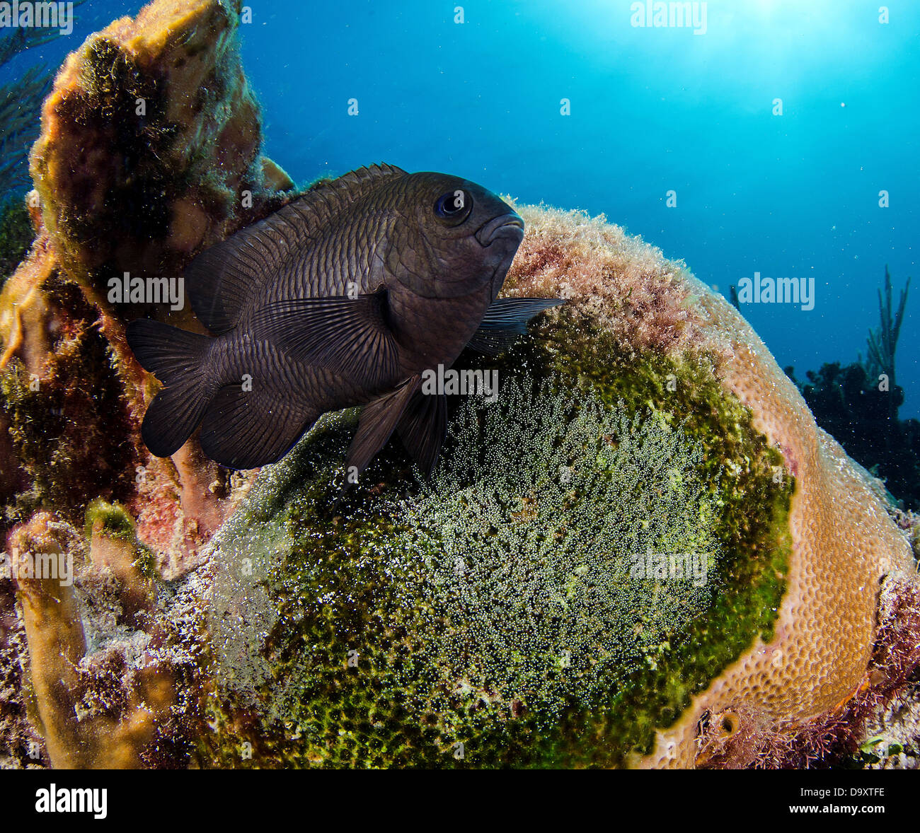 Threespot damisela, Stegastes planifrons protegiendo sus huevos en arrecifes de coral cerca de Cancún, México, el mar Caribe Foto de stock