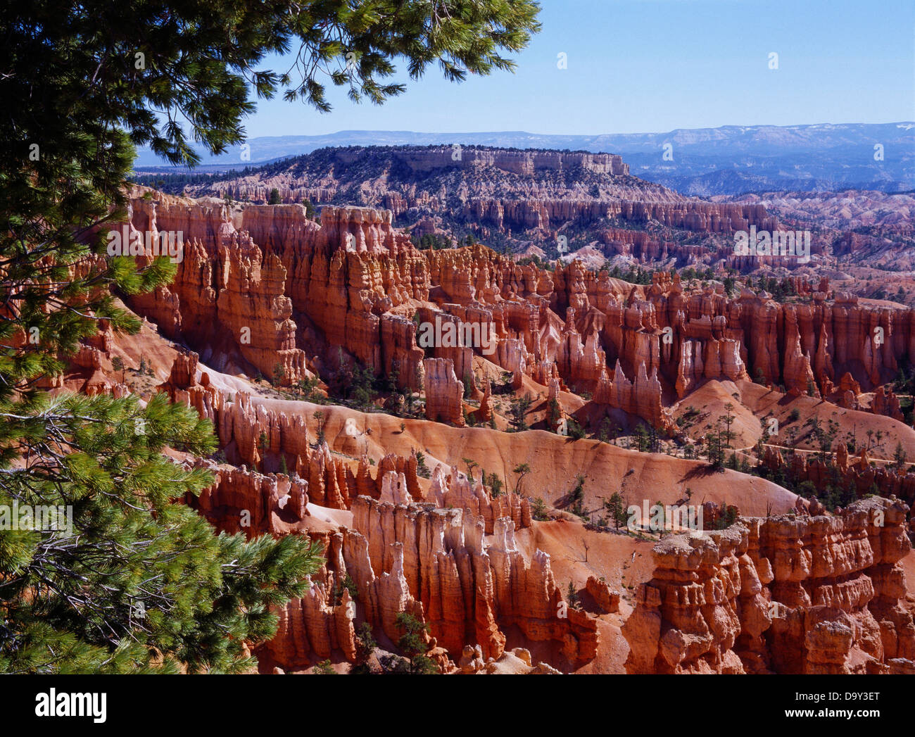 Ágil entramado de pino barco Mesa y Bryce anfiteatro desde Sunset Point, Bryce Canyon National Park, Utah. Foto de stock