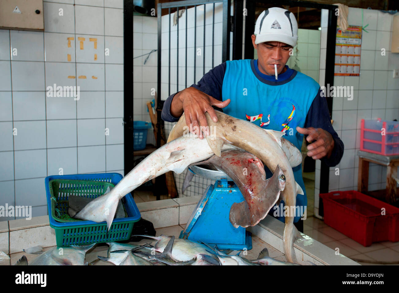 Hombre pesando tiburones a la venta, Brunei Foto de stock