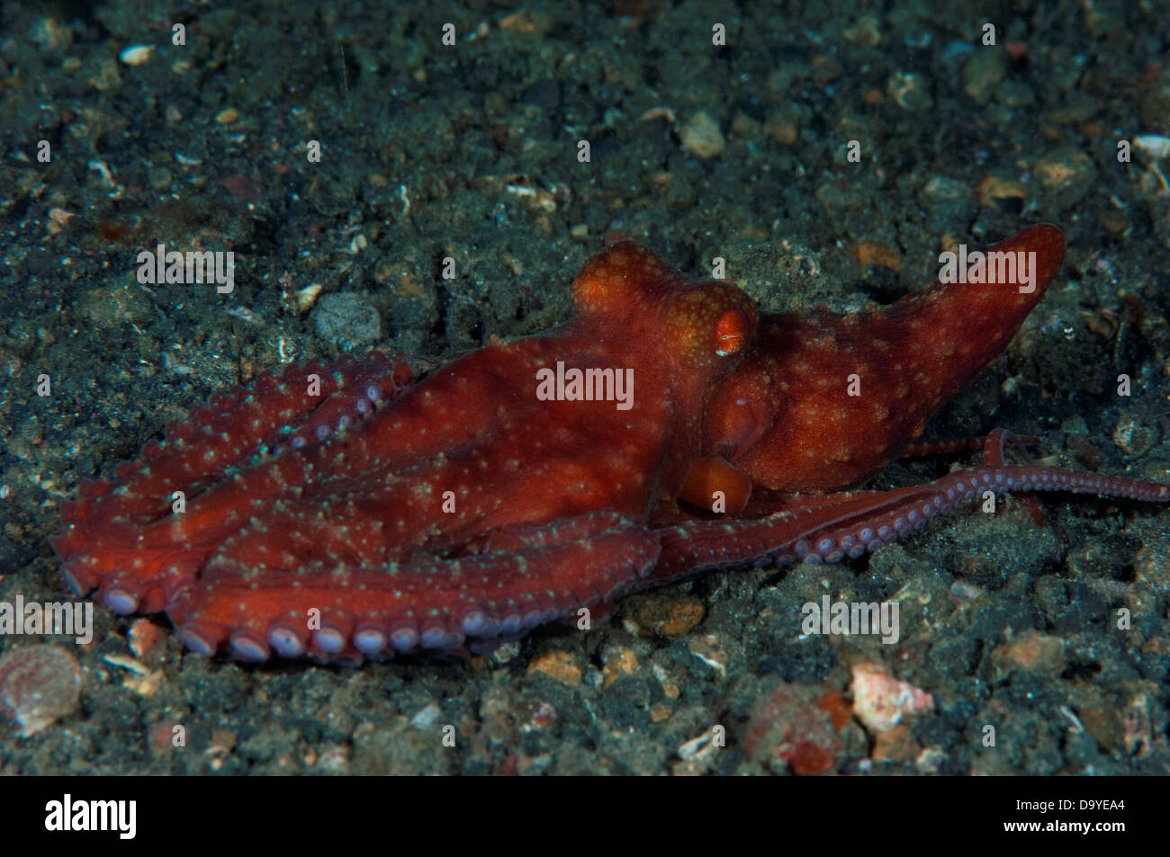 La noche estrellada el pulpo (Octopus luteus) en arena negra, estrecho de Lembeh, Sulawesi, Indonesia Foto de stock
