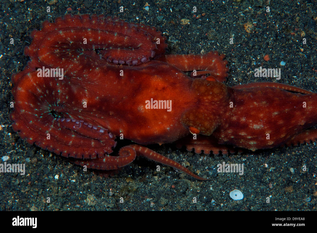 La noche estrellada el pulpo (Octopus luteus) en arena negra, estrecho de Lembeh, Sulawesi, Indonesia Foto de stock