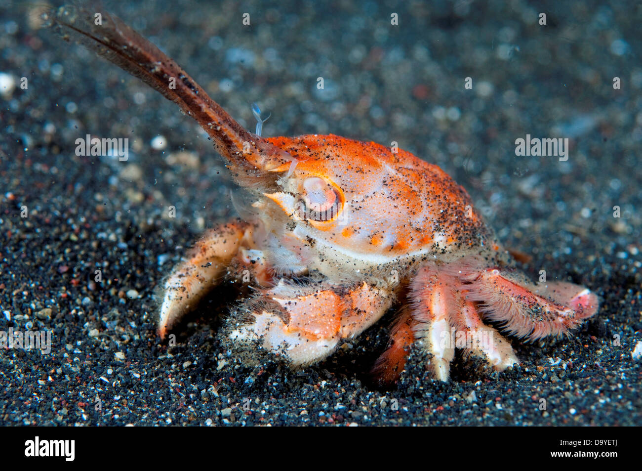 Mole Crab Fotografias E Imagenes De Alta Resolucion Alamy