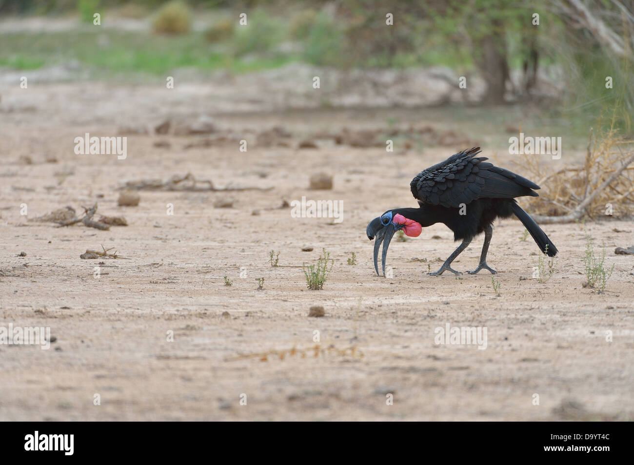 Ground-Hornbill abisinio - Norte (Bucorvus abyssinicus Ground-Hornbill) buscando comida en el suelo W Parque Regional Foto de stock