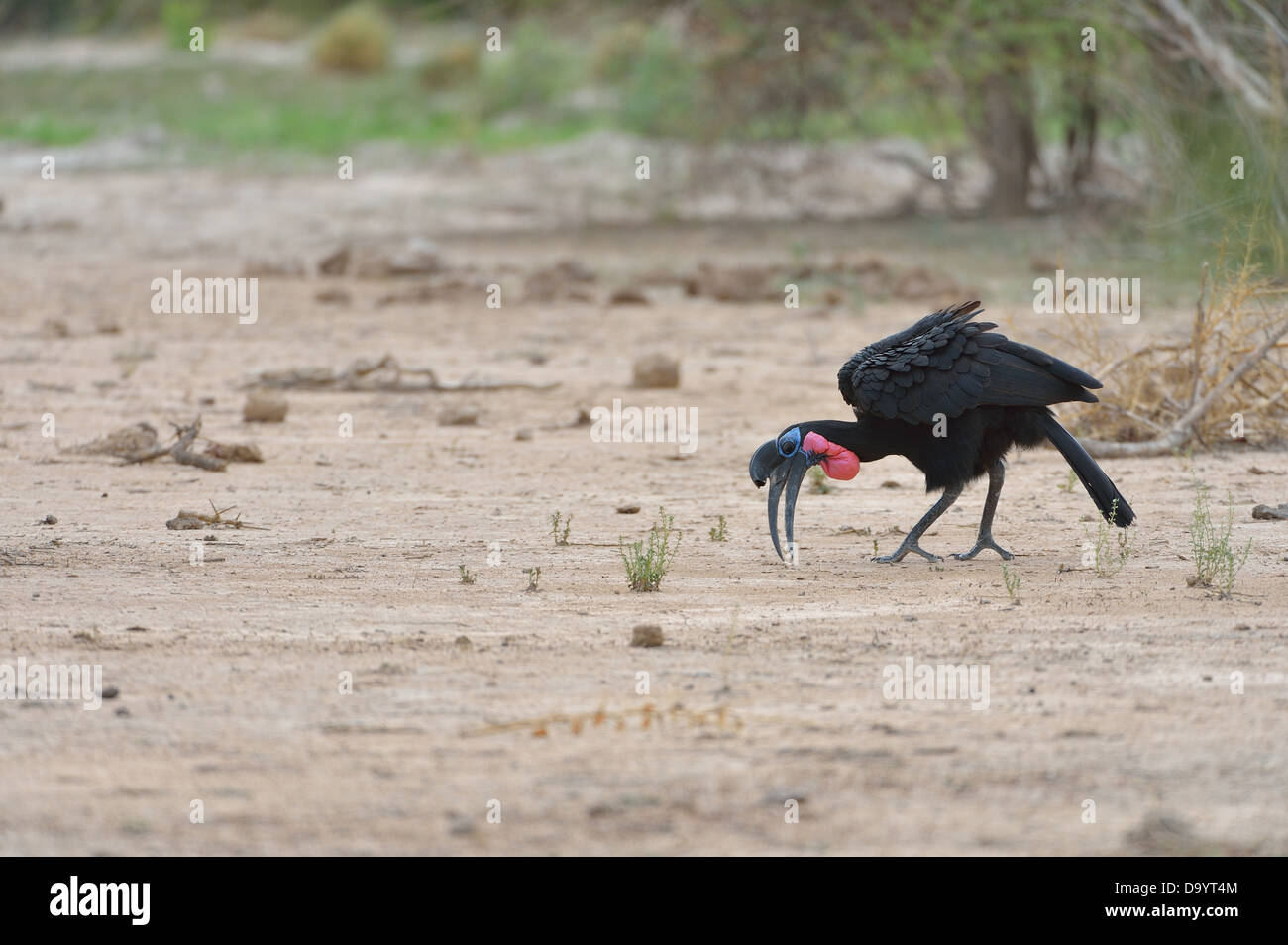 Ground-Hornbill abisinio - Norte (Bucorvus abyssinicus Ground-Hornbill) buscando comida en el suelo W Parque Regional Foto de stock