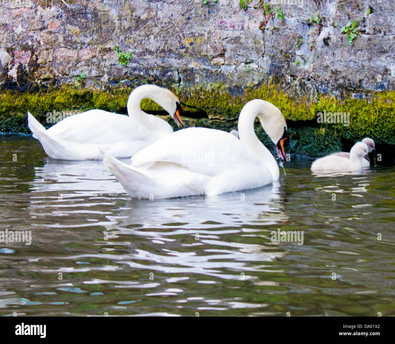 Swan y Cygnets en Brujas, Bélgica Canal Foto de stock