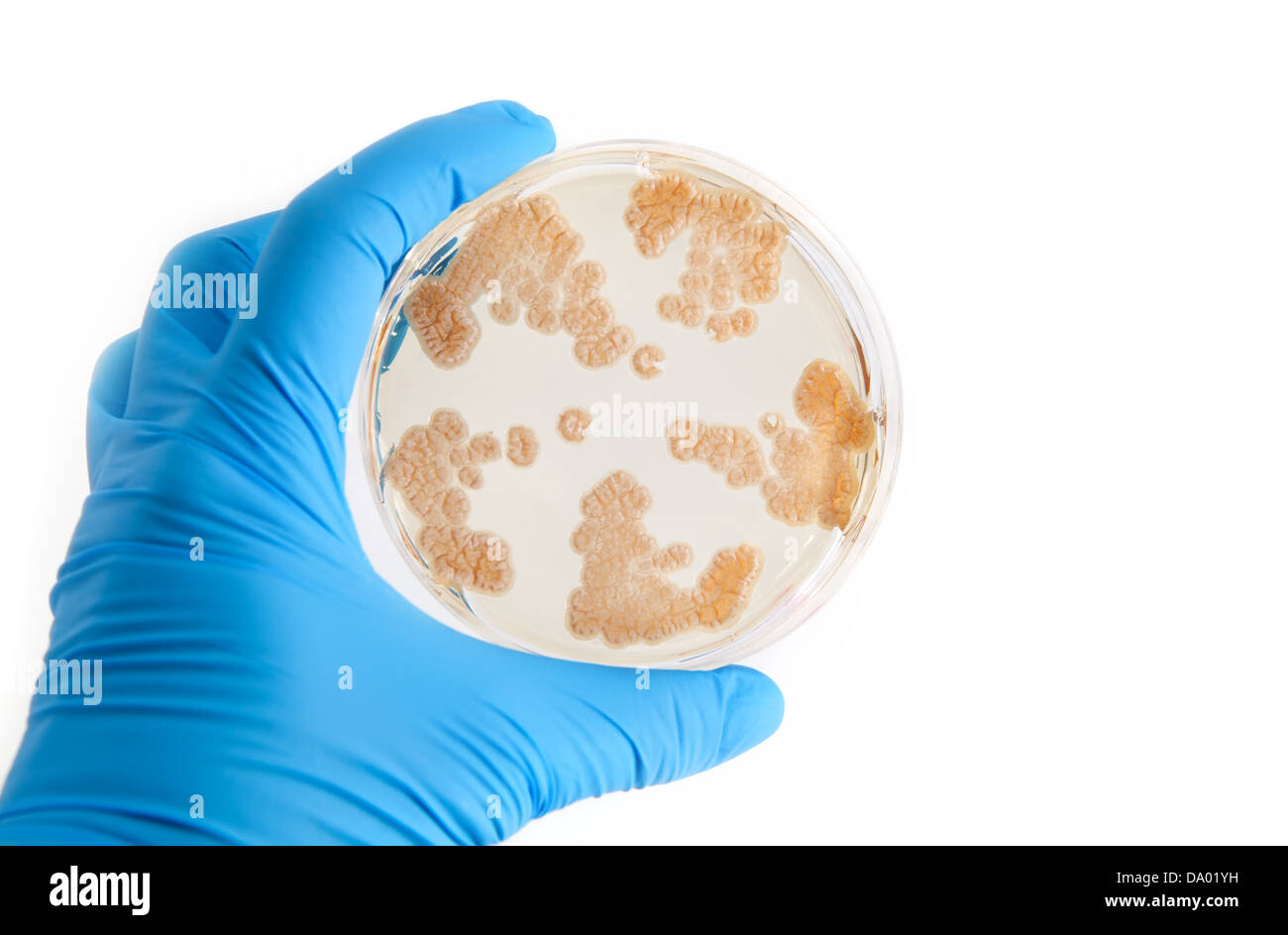 Los Hongos Crecen En Placa De Agar En Laboratorio Fotografía De Stock