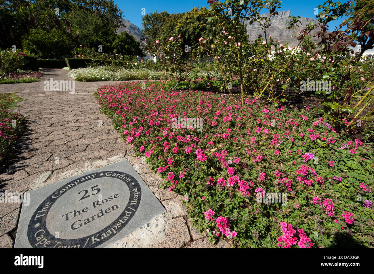 Jardín de rosas, el jardín de la empresa, Ciudad del Cabo, Sudáfrica Foto de stock