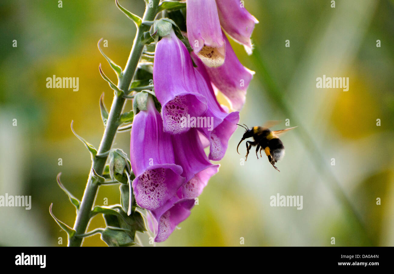 Una abeja flotando alrededor de un foxglove para recolectar polen Foto de stock