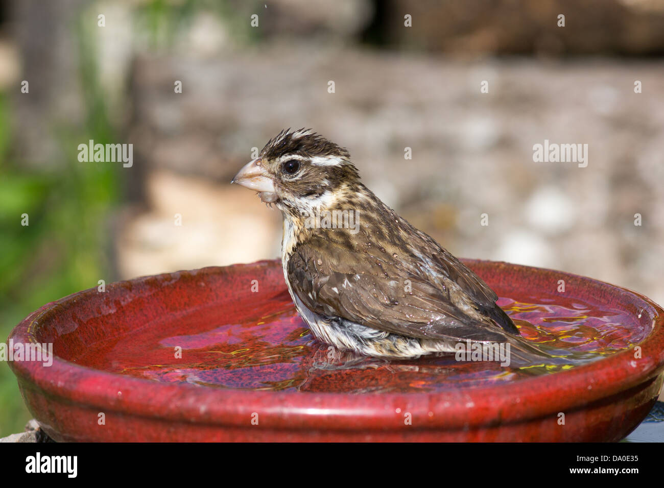 Rosa hembra-breasted grosbeak bañarse en un baño de pájaro rojo Foto de stock
