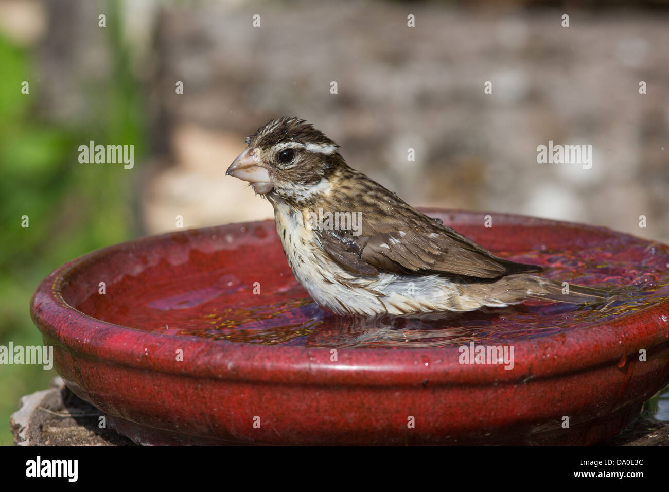 Rosa hembra-breasted grosbeak bañarse en un baño de pájaro rojo Foto de stock