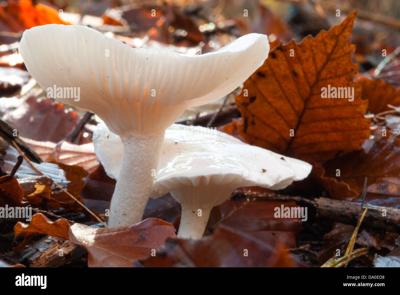 El Miller (Clitopilus prunulus orcellus) hongos que crecen en la hojarasca, pequeña área de conservación Cataraqui, Ontario Foto de stock