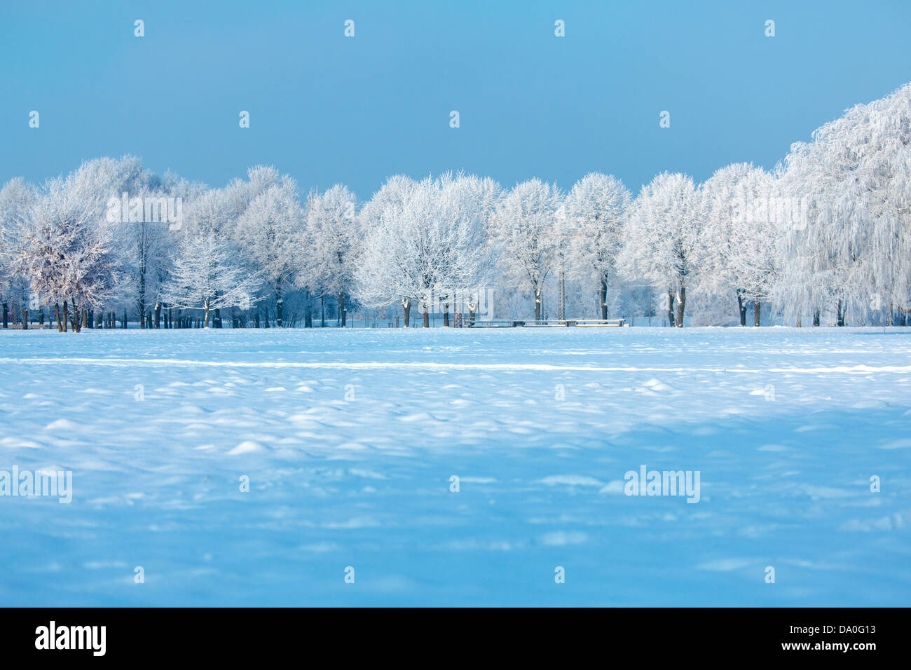 Árboles de invierno Foto de stock