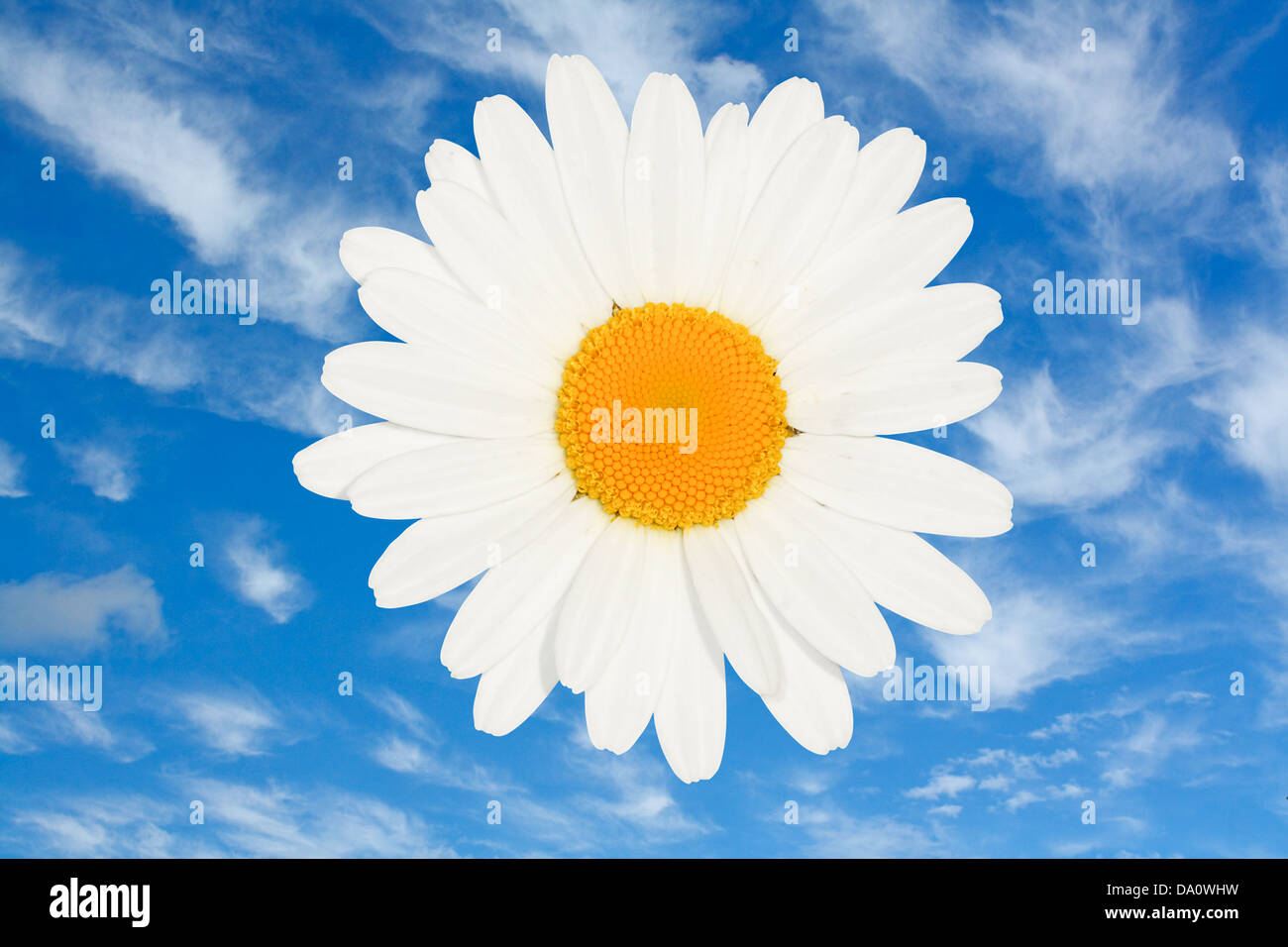 Ojo de buey daisy flores aisladas de cabeza contra un cielo de verano azul brillante un gran símbolo de verano florales Foto de stock