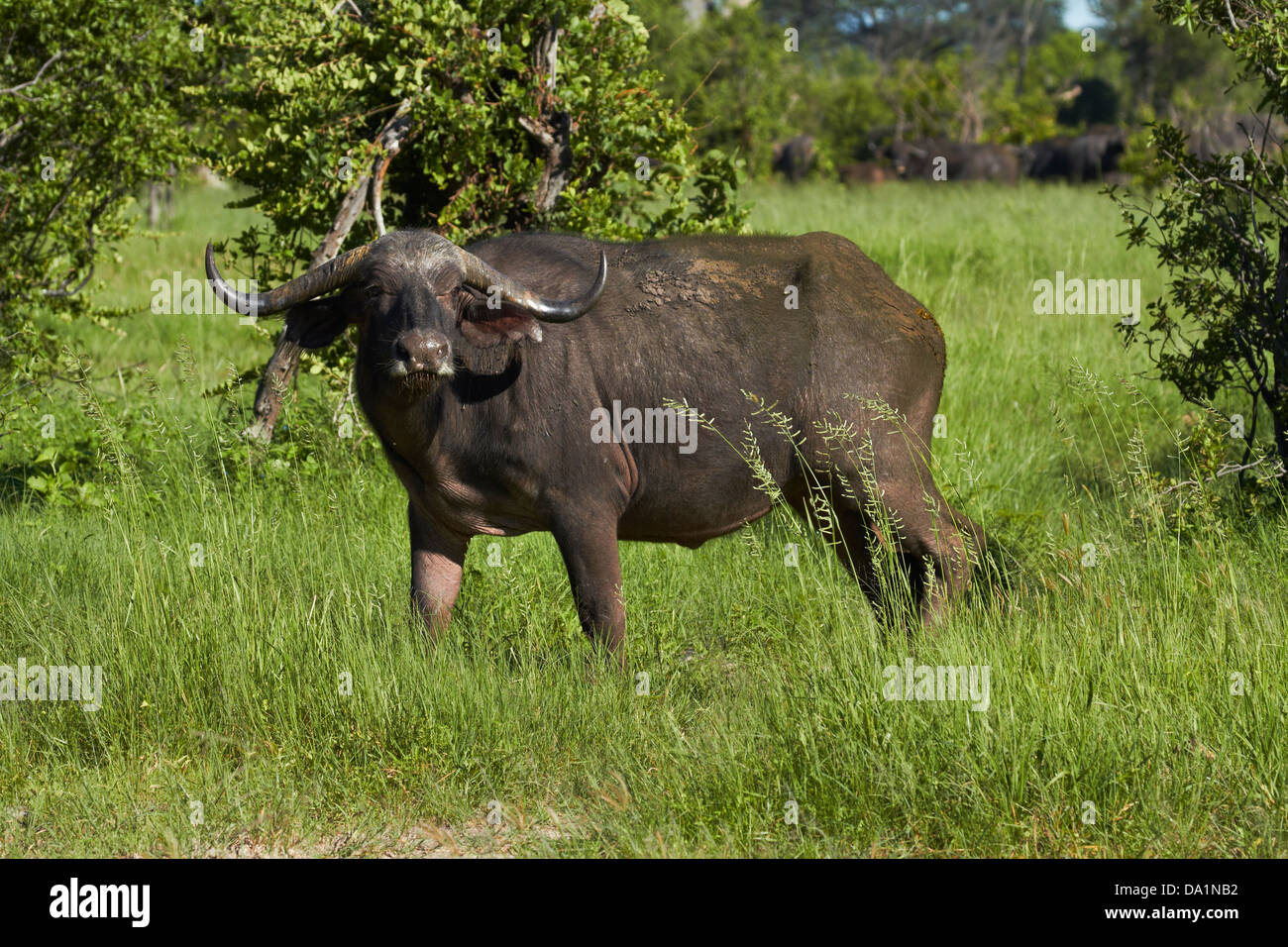 Cape buffalo (Syncerus caffer caffer), el Parque Nacional de Hwange, Zimbabwe, África austral Foto de stock
