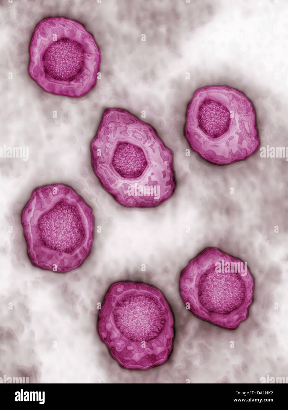 El virus de Epstein Barr Fotografía de stock Alamy